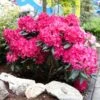 Red Rhododendron Shrub