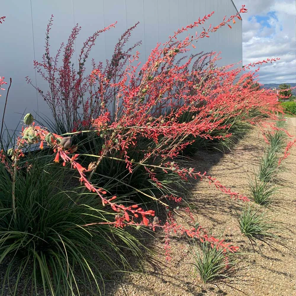 Red Yucca Plant - Image 3
