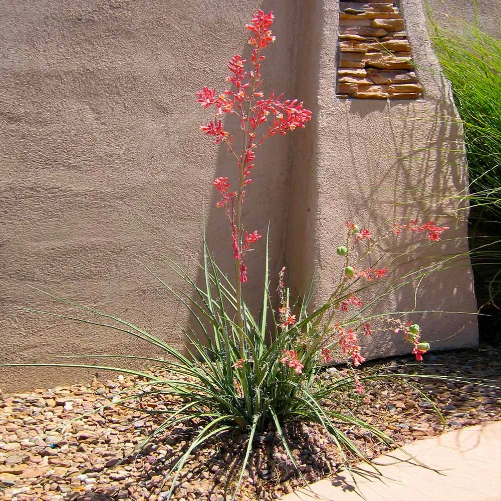 Red Yucca Plant - Image 2