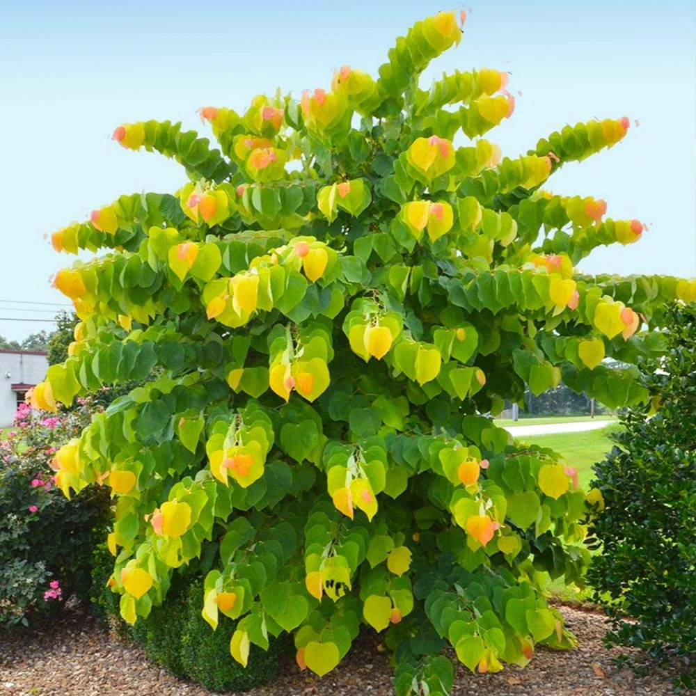 The Rising Sun™ Eastern Redbud Tree - Image 2