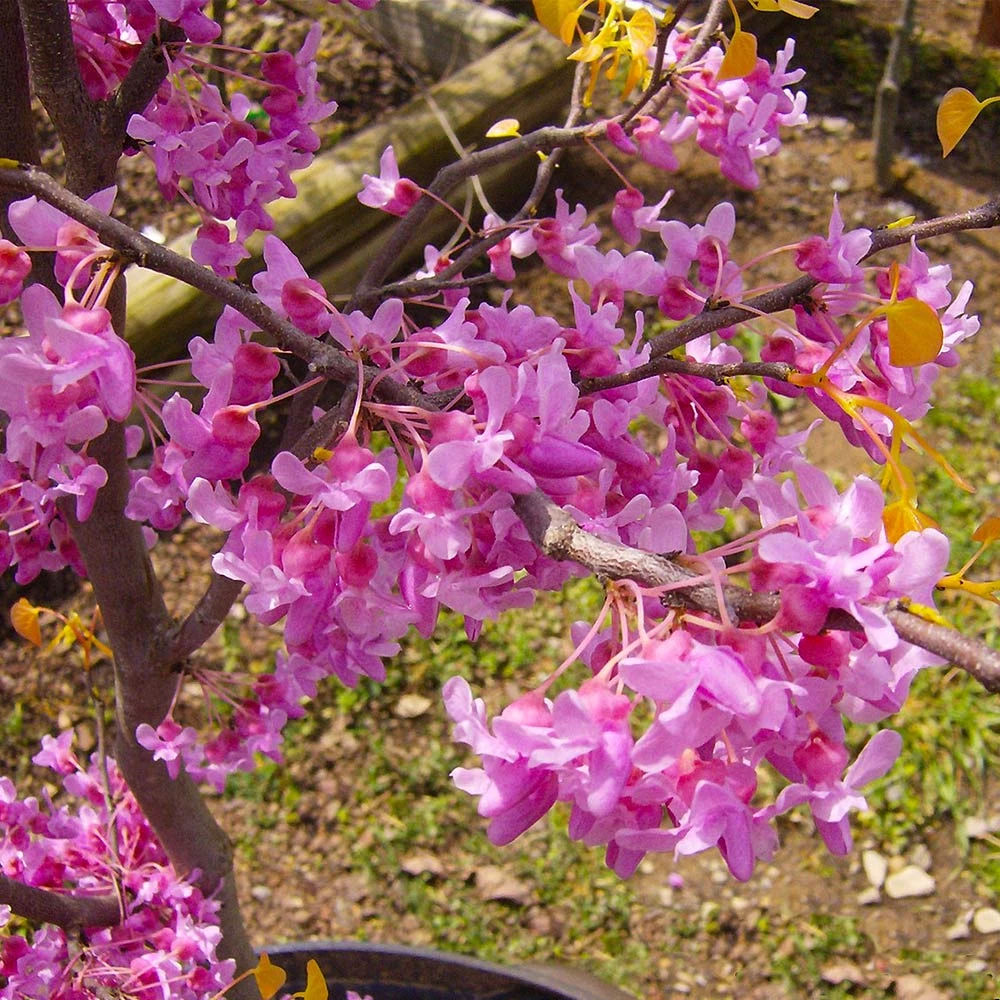 The Rising Sun™ Eastern Redbud Tree - Image 4