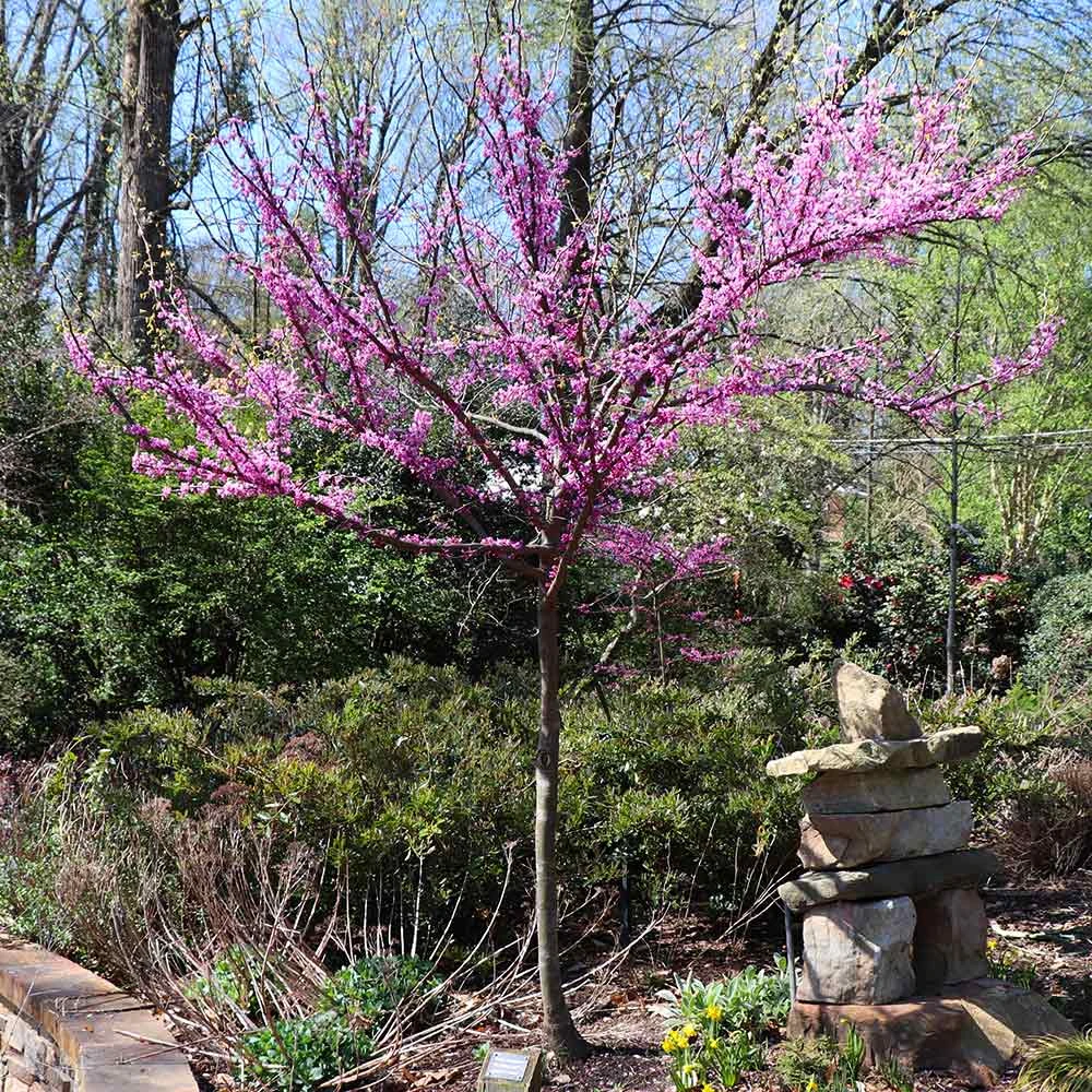 The Rising Sun™ Eastern Redbud Tree - Image 5