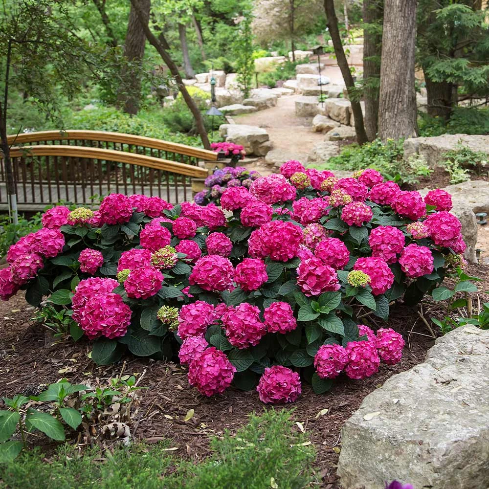 Endless Summer® Summer Crush® Hydrangea - Image 6