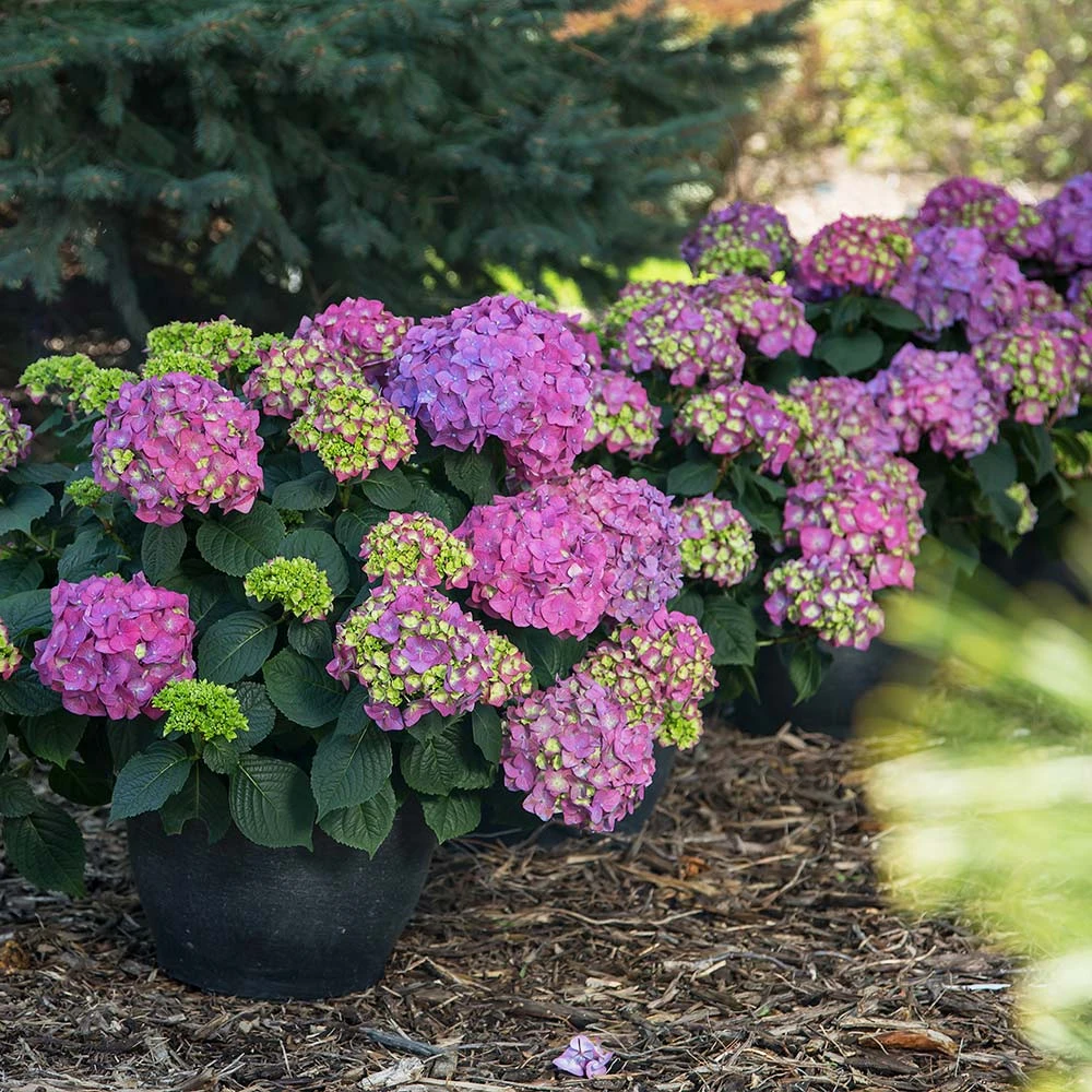 Endless Summer® Summer Crush® Hydrangea - Image 3