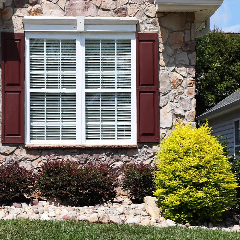 Sunshine Ligustrum Shrub - Image 3