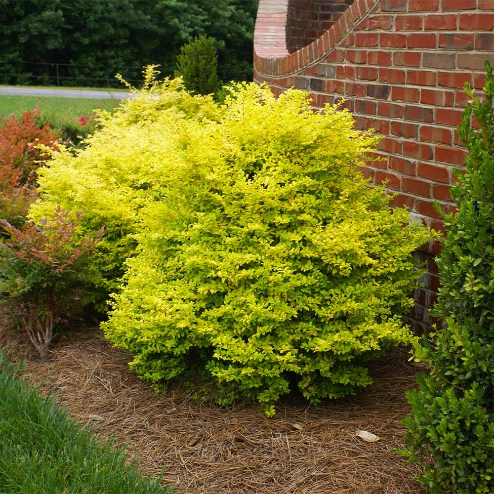 Sunshine Ligustrum Shrub - Image 2