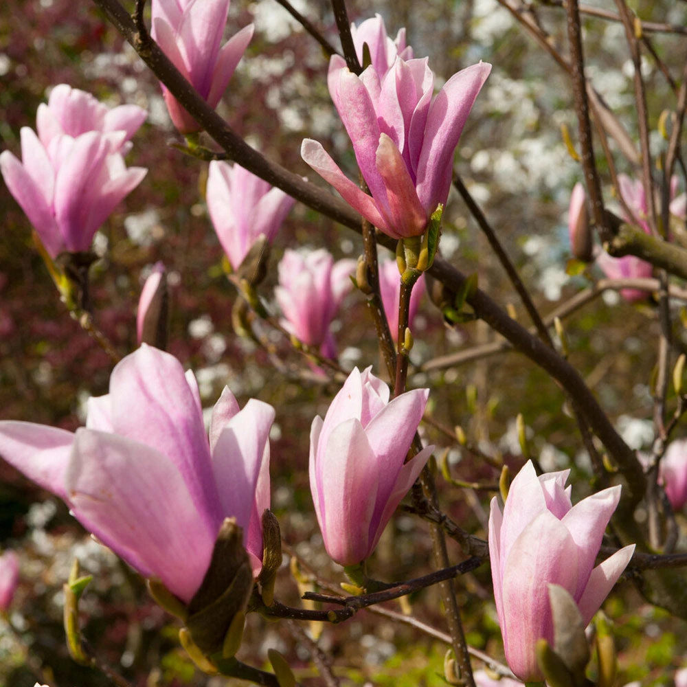 Saucer Magnolia Tree - Image 3
