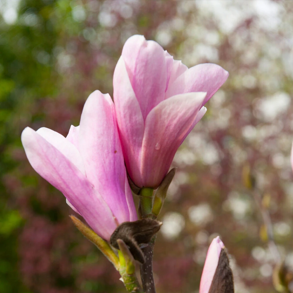 Saucer Magnolia Tree - Image 4