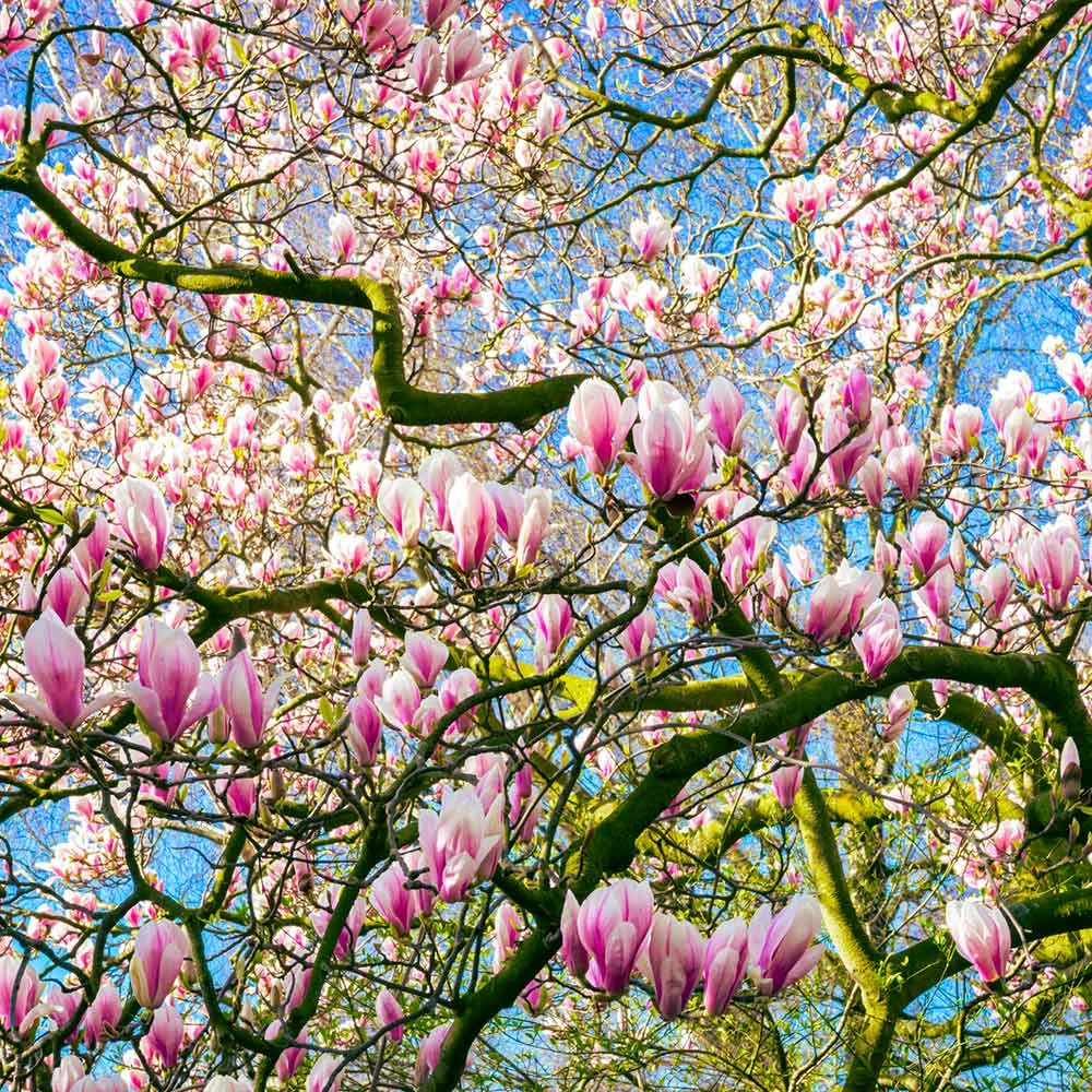 Saucer Magnolia Tree - Image 5