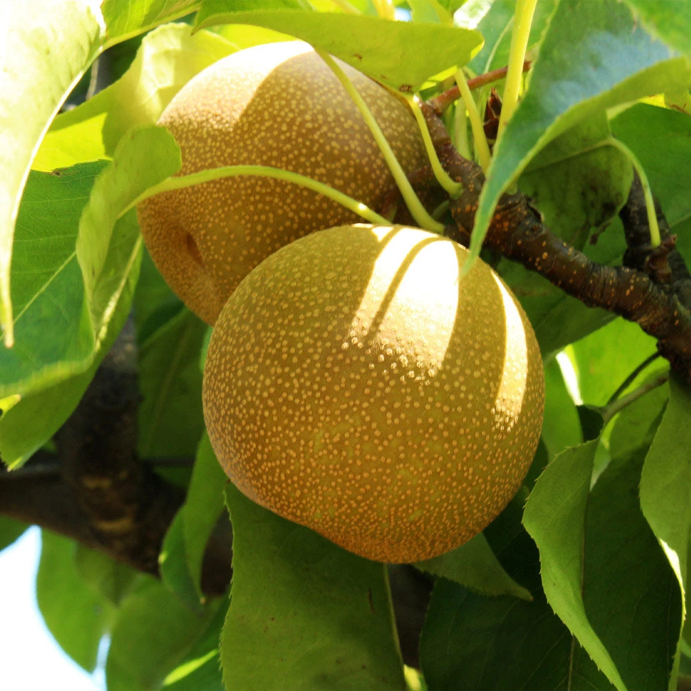 Shinseiki Asian Pear - Image 3