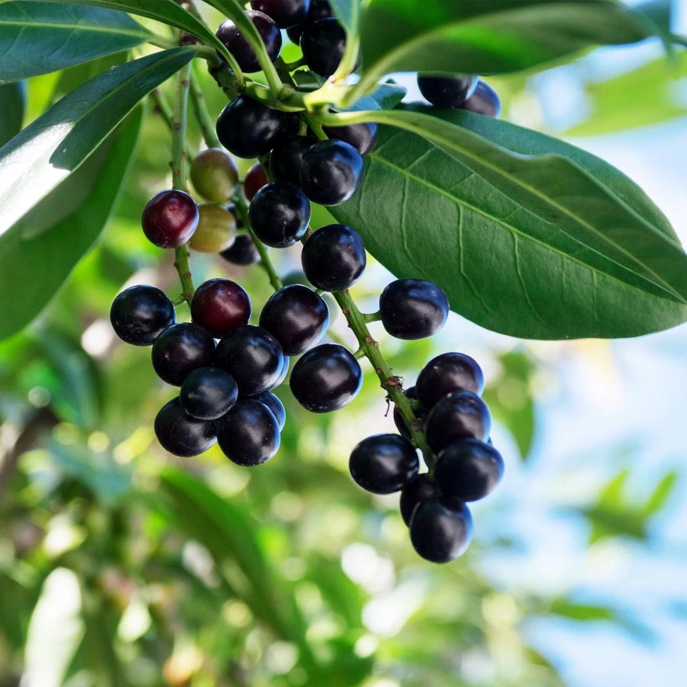 Skip Laurel - Image 4