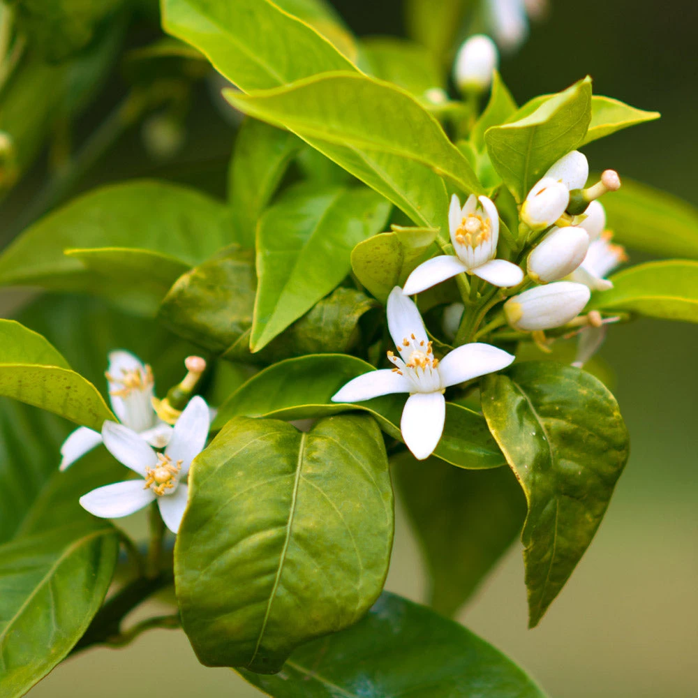 Smith Red Orange - Image 4