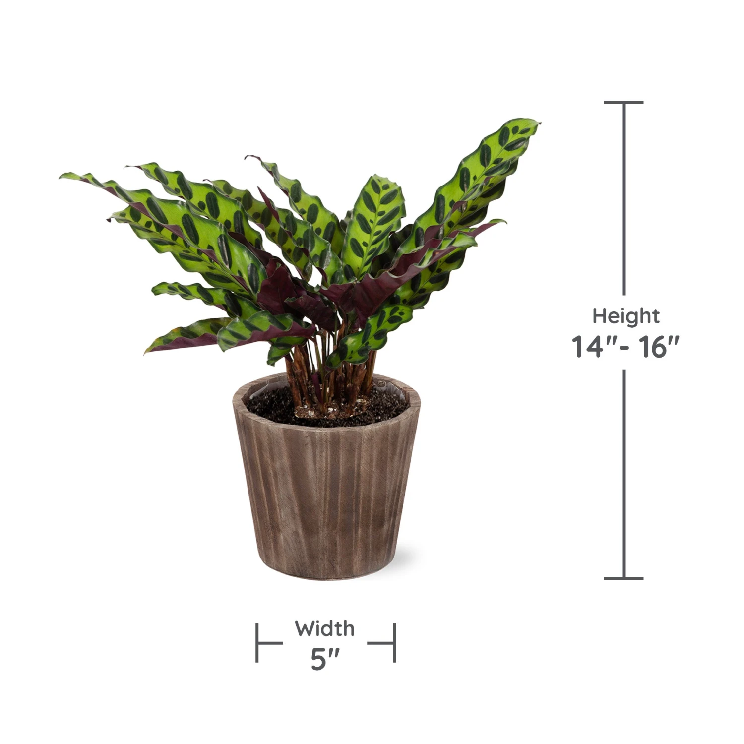 Calathea Rattlesnake With Decorative Pot - Image 5