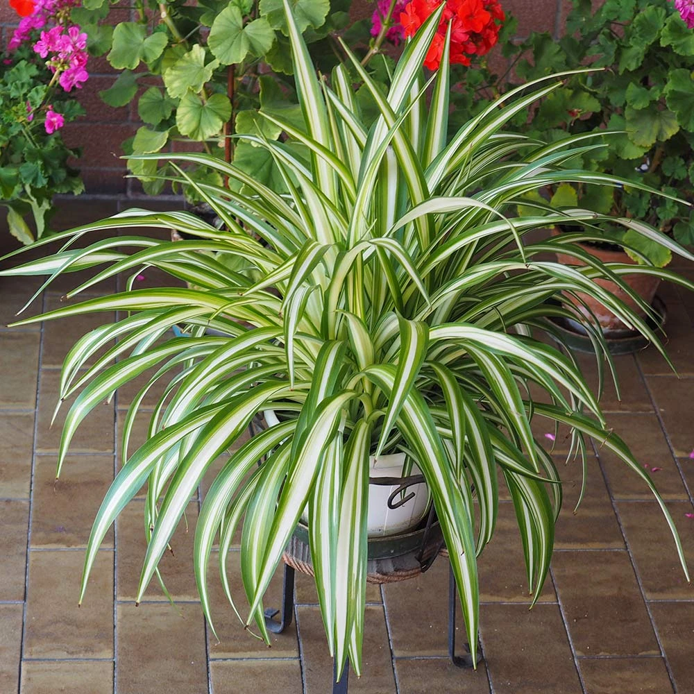 Spider Plant - Image 3