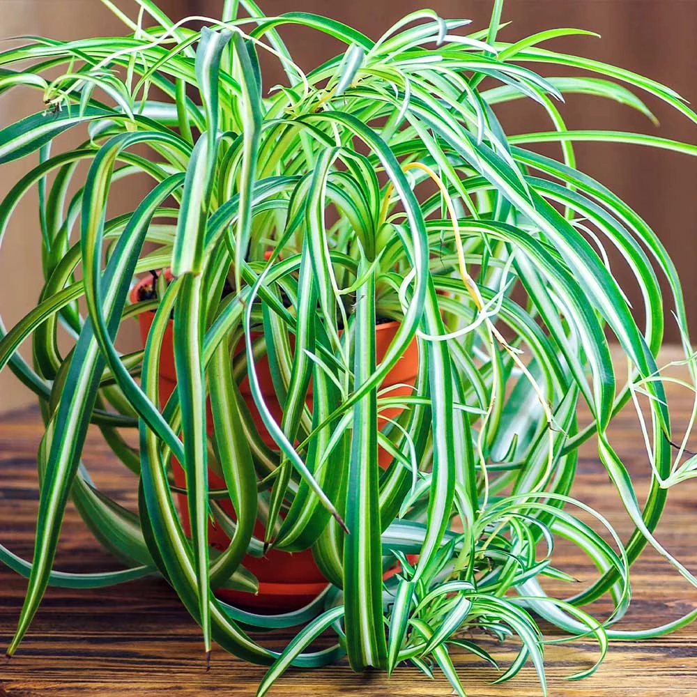 Spider Plant - Image 2