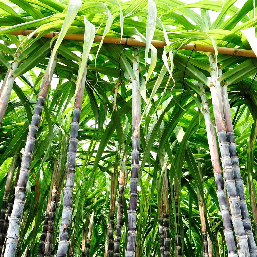 Sugar Cane - Image 2