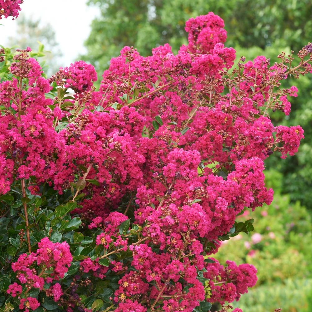Tonto Crape Myrtle Tree - Image 4