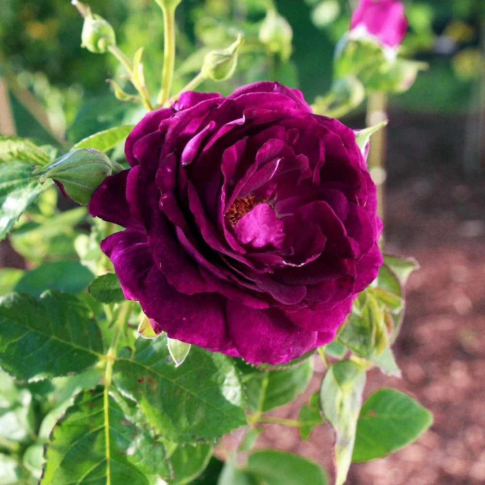 Twilight Rose Shrub - Image 3
