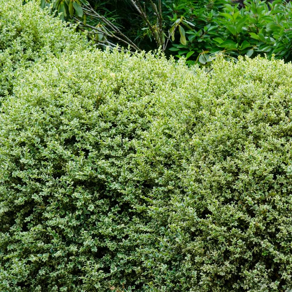Variegated Boxwood Shrub - Image 3