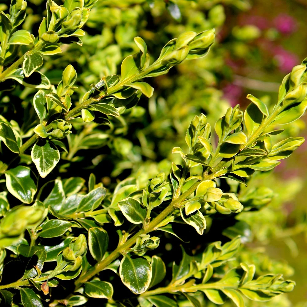Variegated Boxwood Shrub - Image 4