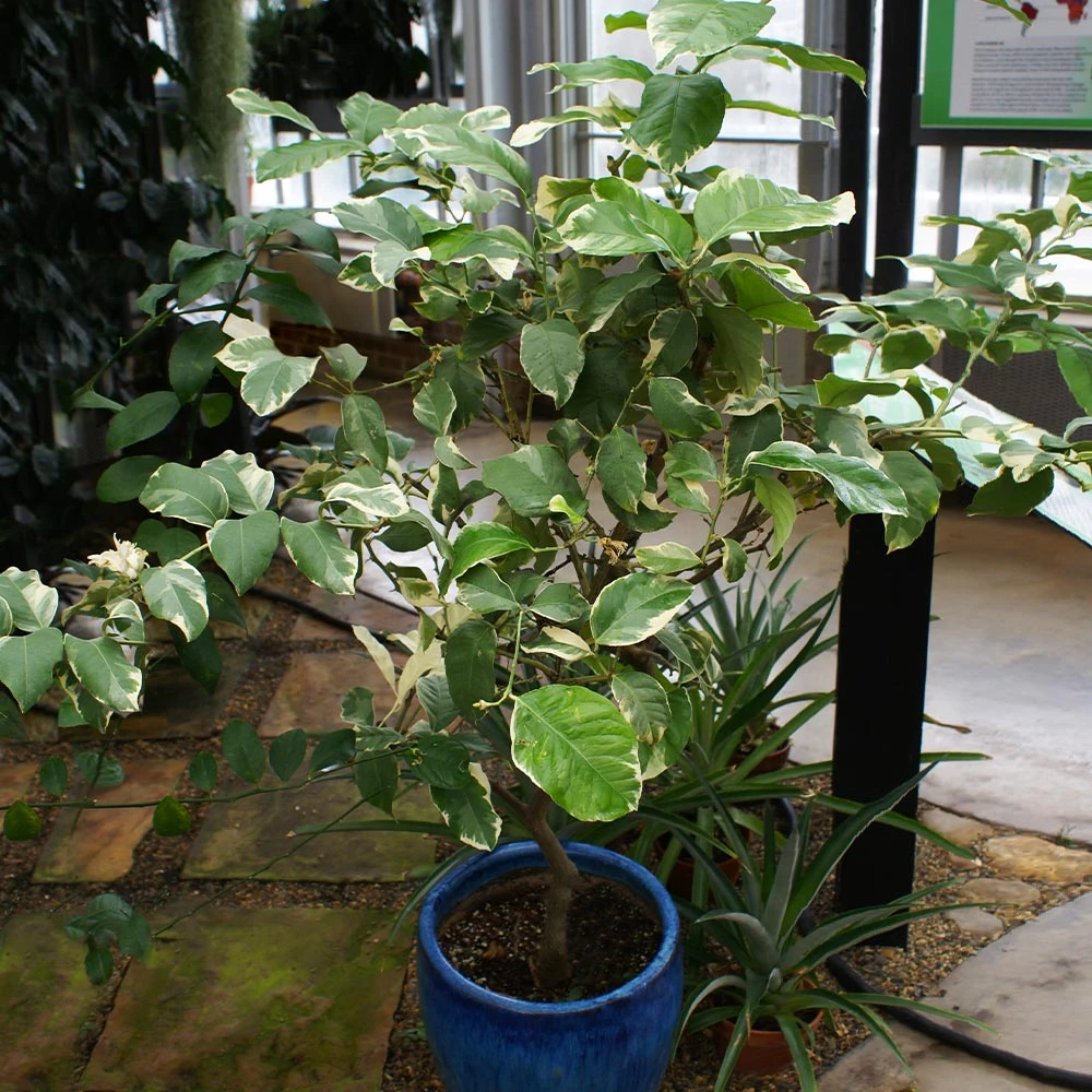 Pink Variegated Eureka Lemon Tree - Image 4