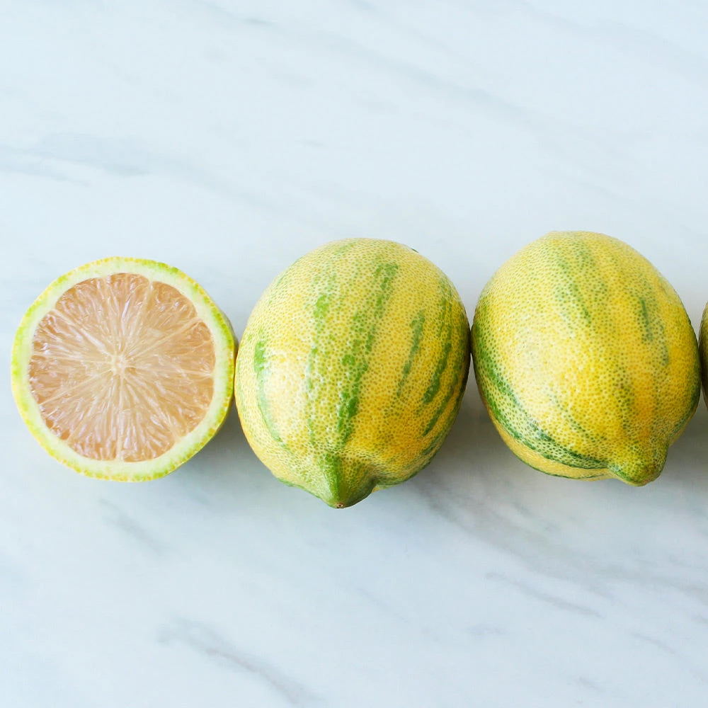 Pink Variegated Eureka Lemon Bush - Image 3