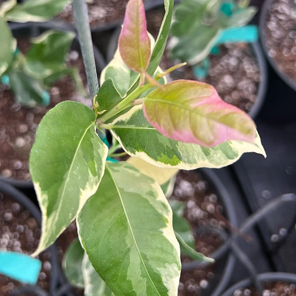 Pink Variegated Eureka Lemon Bush - Image 4