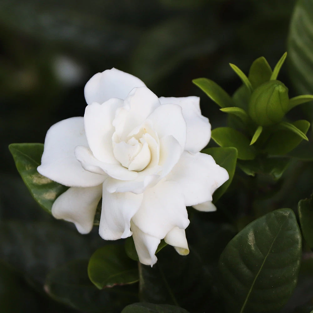 Gardenia 'Veitchii' Shrub - Image 3