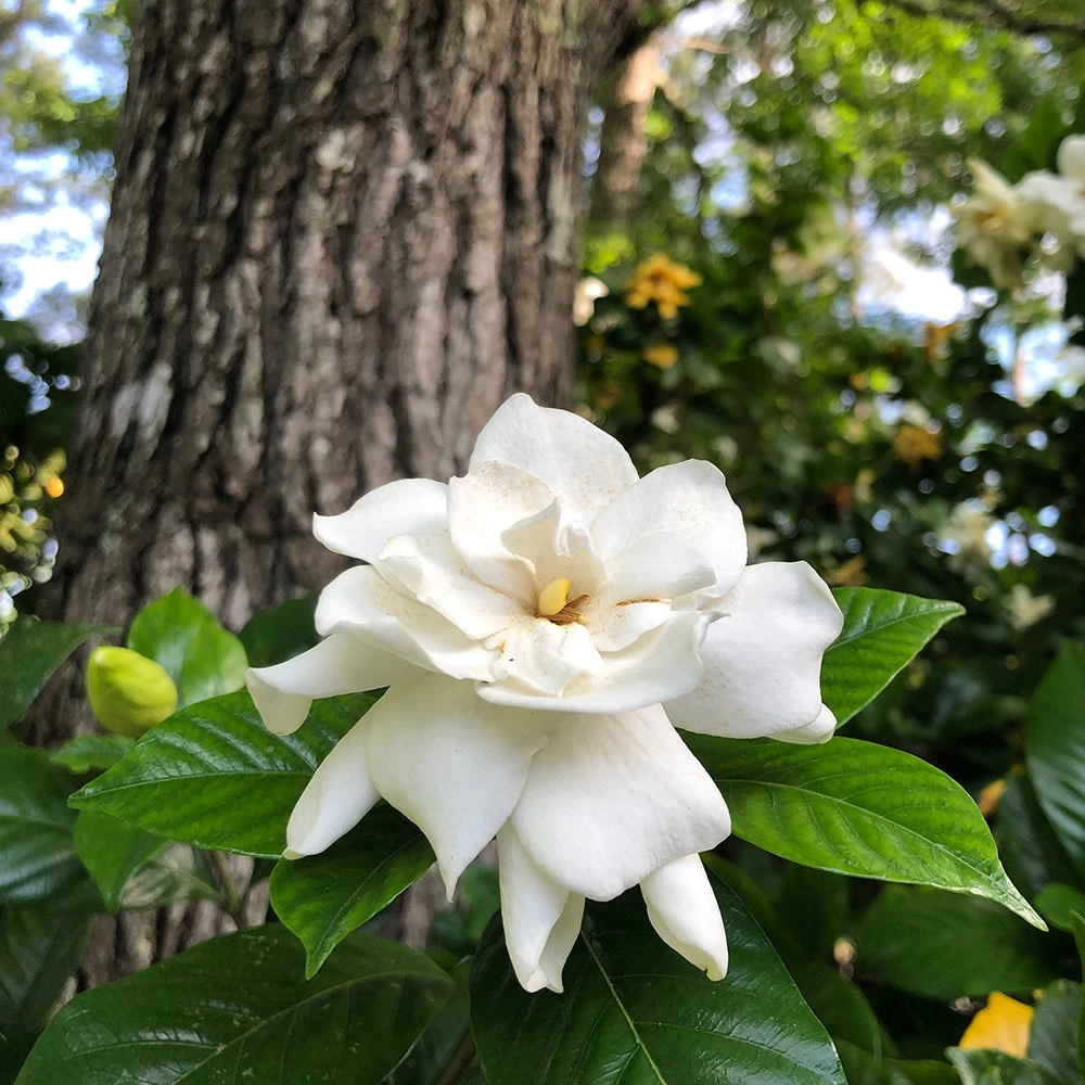 Gardenia 'Veitchii' Shrub - Image 2