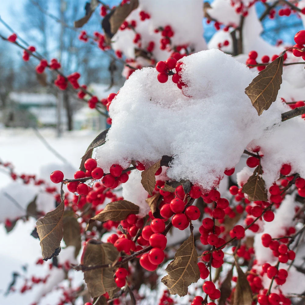 Winter Red Winterberry Holly Shrub - Image 5