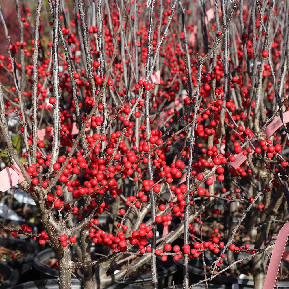 Winter Red Winterberry Holly Shrub - Image 6