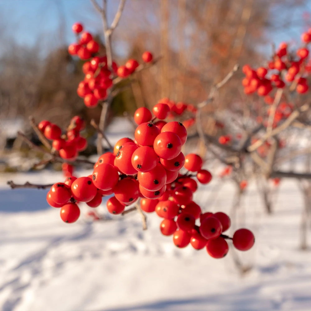 Winter Red Winterberry Holly Shrub - Image 2