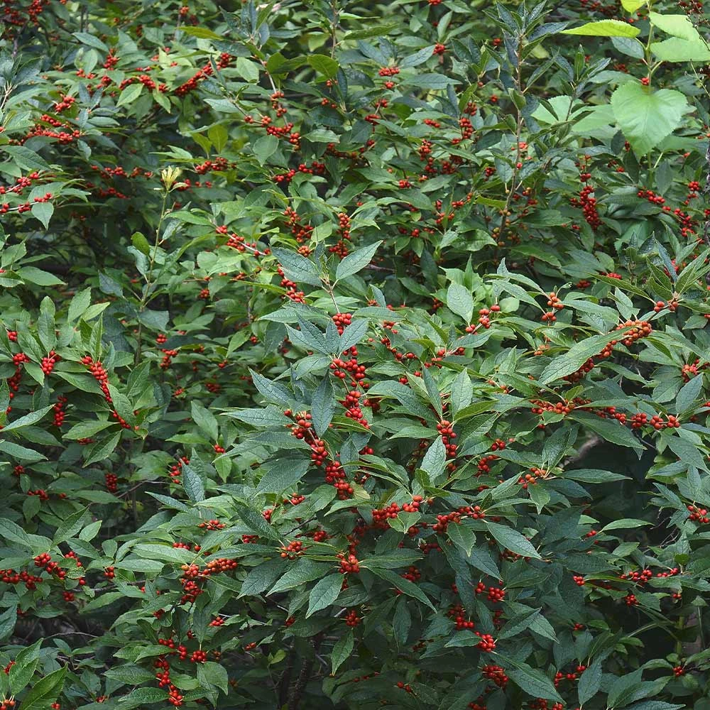 Winter Red Winterberry Holly Shrub - Image 7