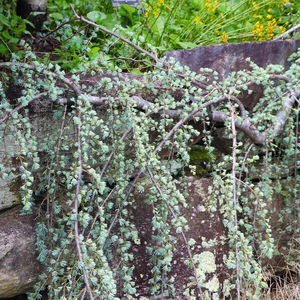 Weeping Blue Atlas Cedar Tree - Image 3