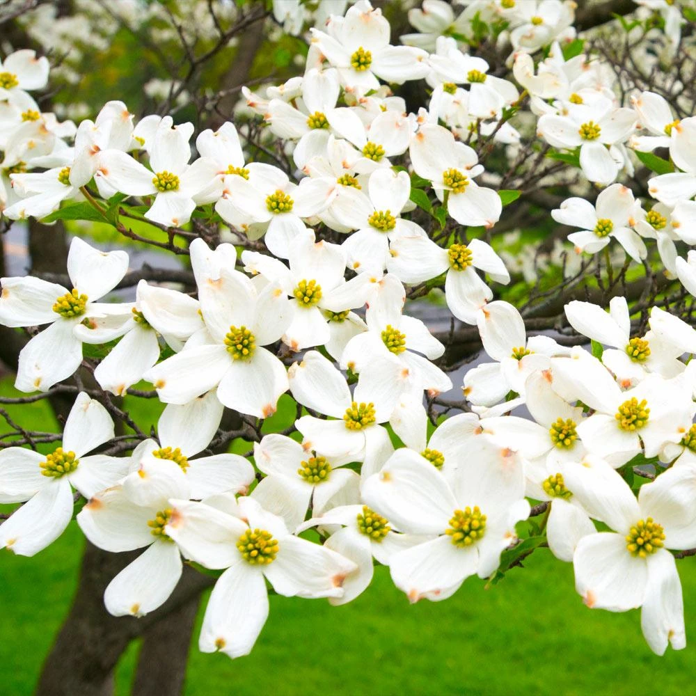 White Dogwood - Image 4
