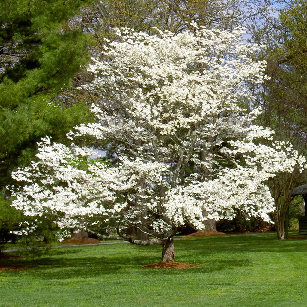 White Dogwood - Image 6