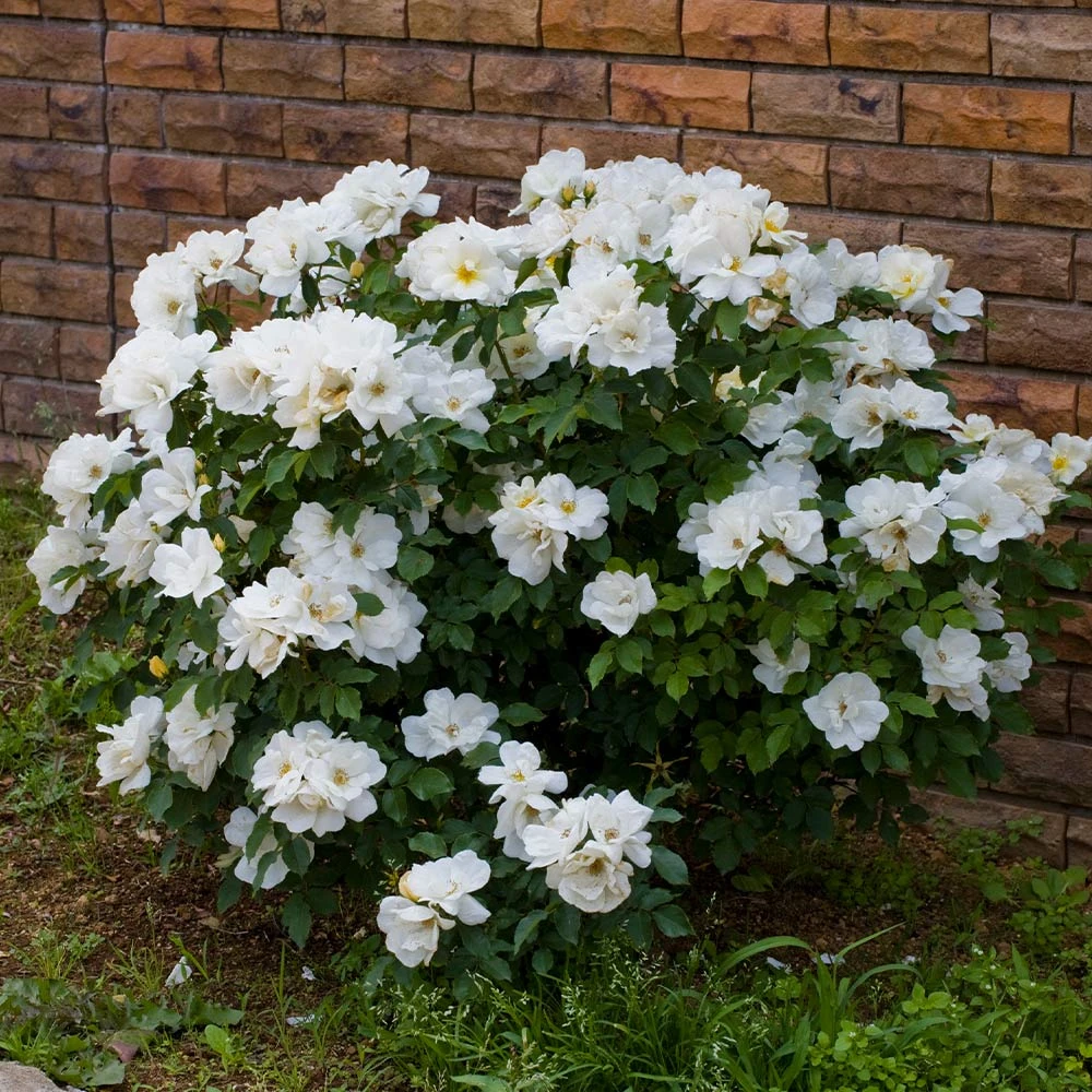 White Knock OutĀ® Rose - Image 4
