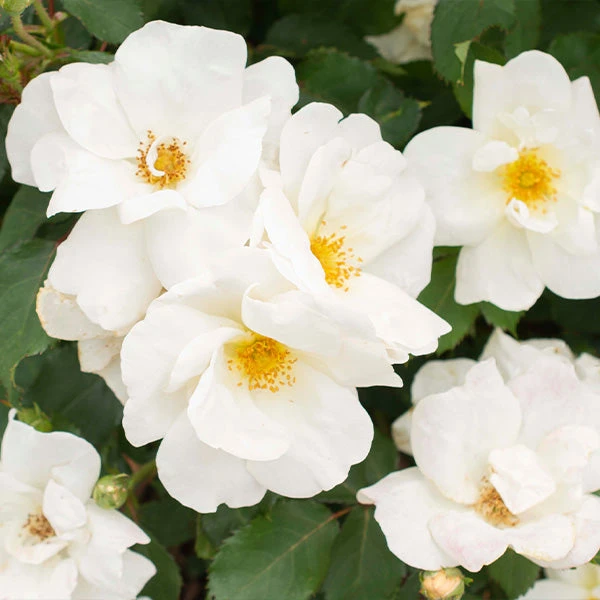 White Knock OutĀ® Rose