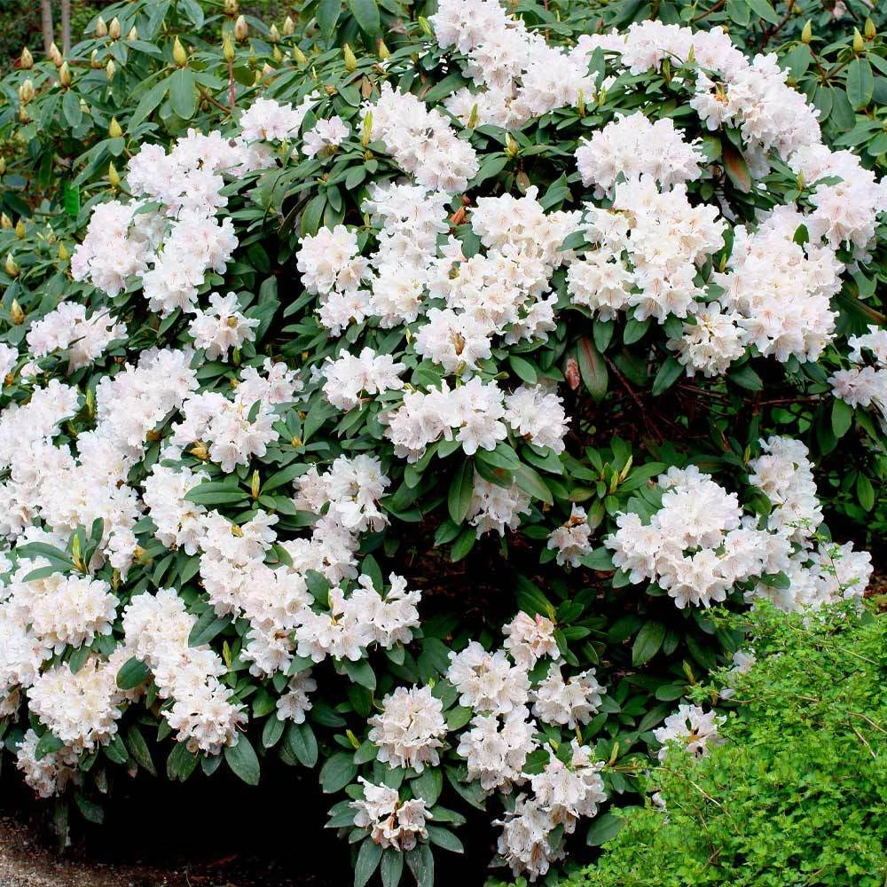 White Rhododendron - Image 2