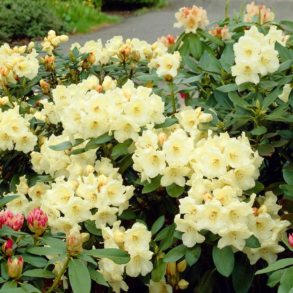Yellow Rhododendron - Image 2