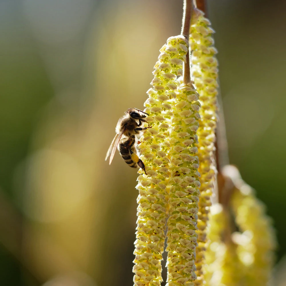 York Filbert Hazelnut - Image 6