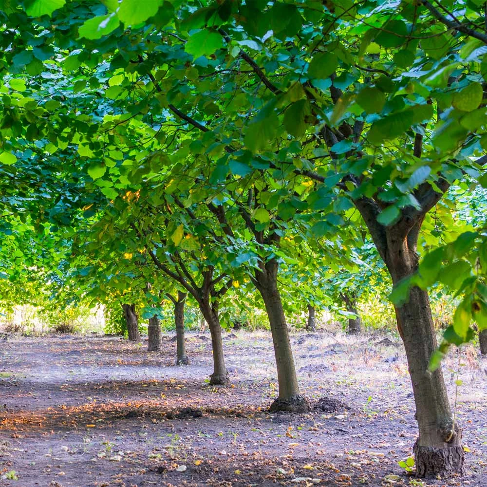 York Filbert Hazelnut - Image 4