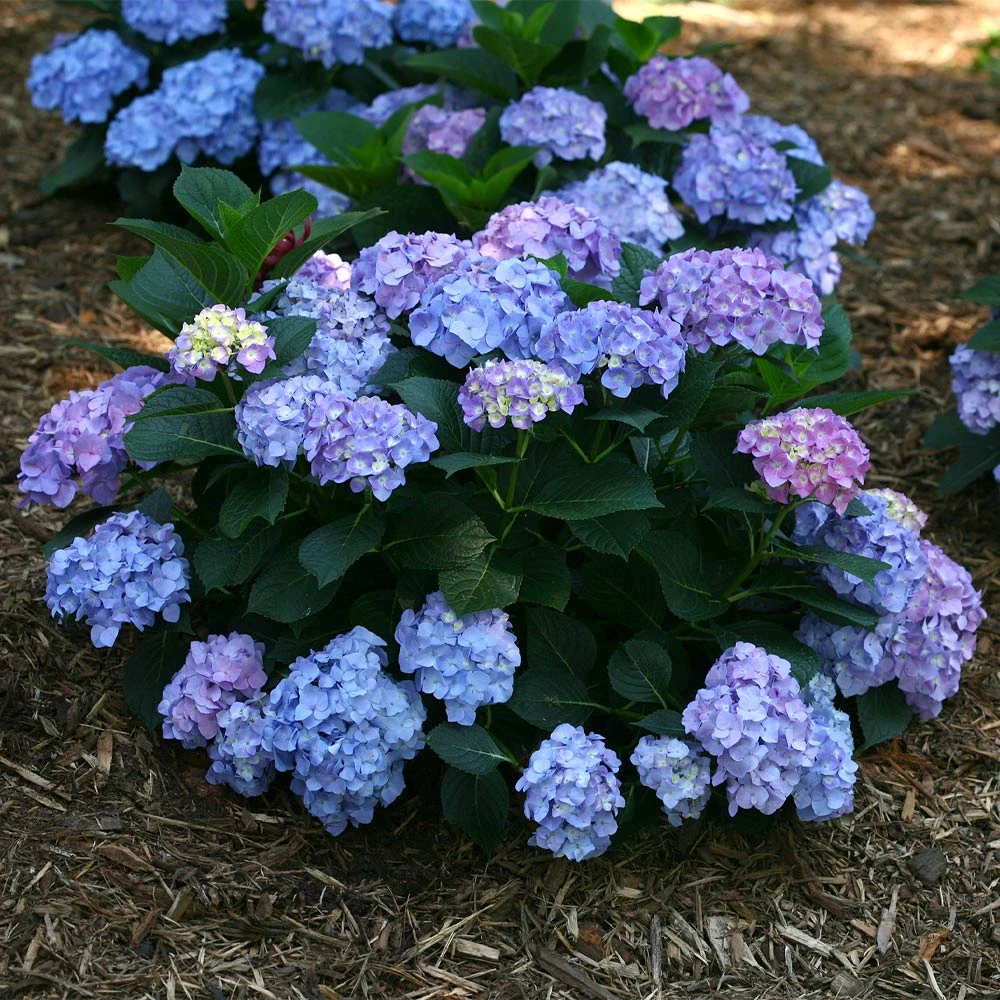 Let's DanceĀ® Blue Jangles Hydrangea Shrub - Image 2