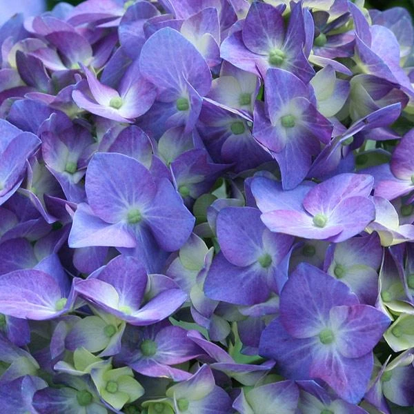 Let's DanceĀ® Blue Jangles Hydrangea Shrub