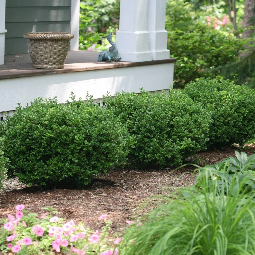 Sprinter® Boxwood Shrub - Image 2