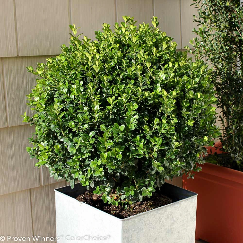 Sprinter® Boxwood Shrub - Image 3