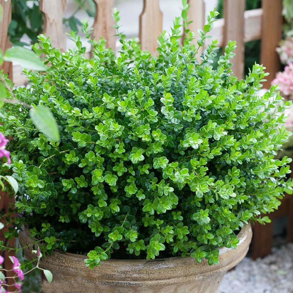 Sprinter® Boxwood Shrub - Image 4