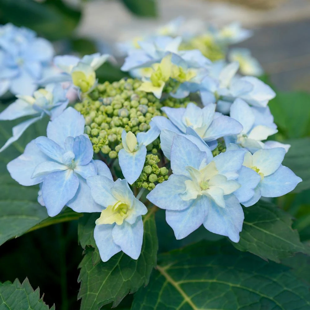 Tuff Stuff Ah-Ha® Hydrangea Shrub - Image 4